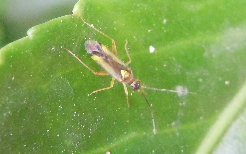 Miridae: Campyloneura virgula